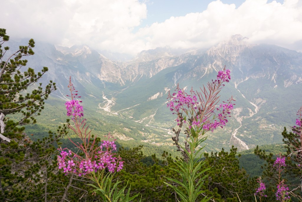 wildflowers in theth national park albania travel